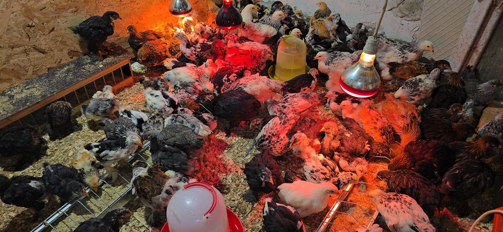 Pui rasă brahma si cochinchina urias