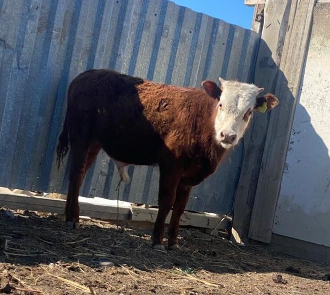 Акбас буқа сатылады