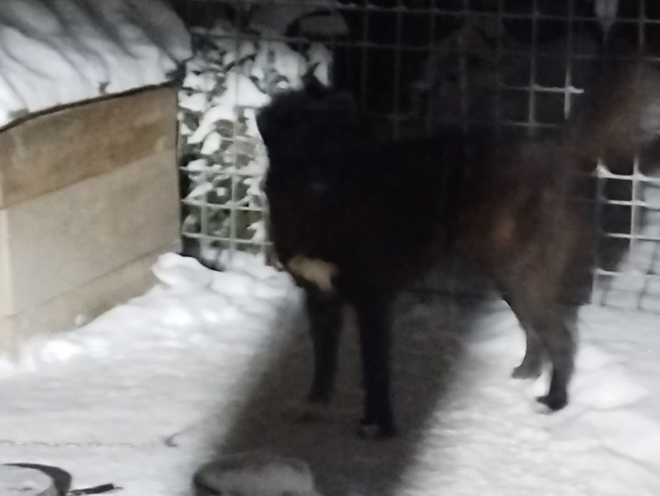 Ciobanesc Romanesc Corb