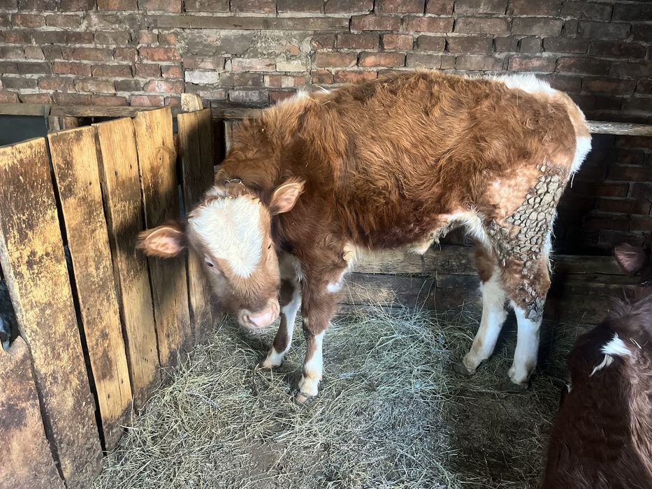 Продам быка годовалого