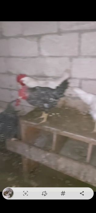 Тауық  куры сатылады