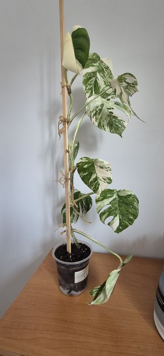 Продам монстера Альба