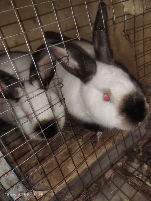 Чистокровный Калифорния 4 шт вместе 2- клетками.