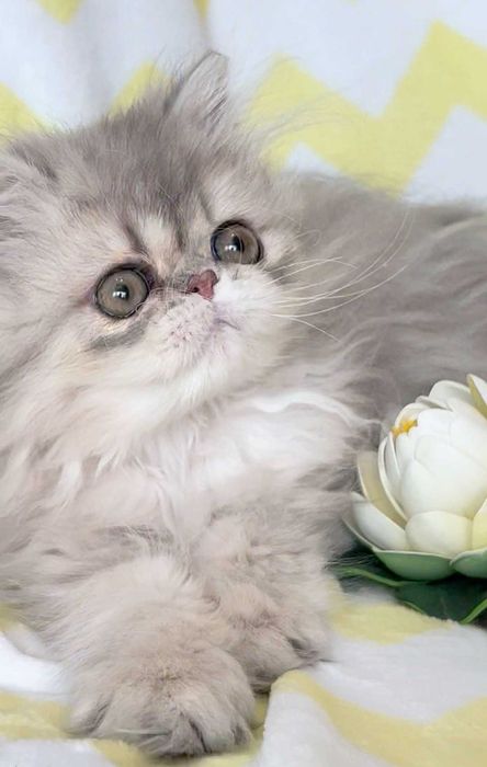 pisica persana chinchilla cu pedigree