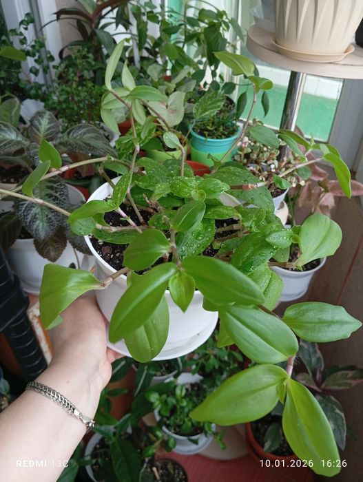 Продам комнатные растения