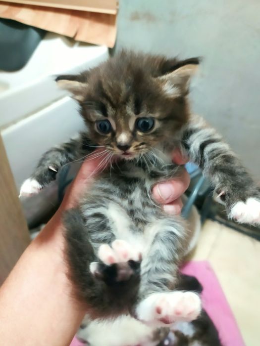 Котята "Тукседо*