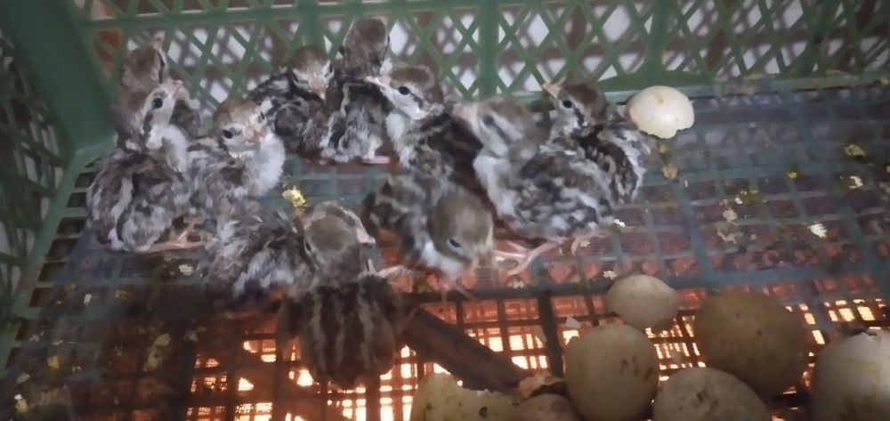 Кеклик иранский разных возрастов