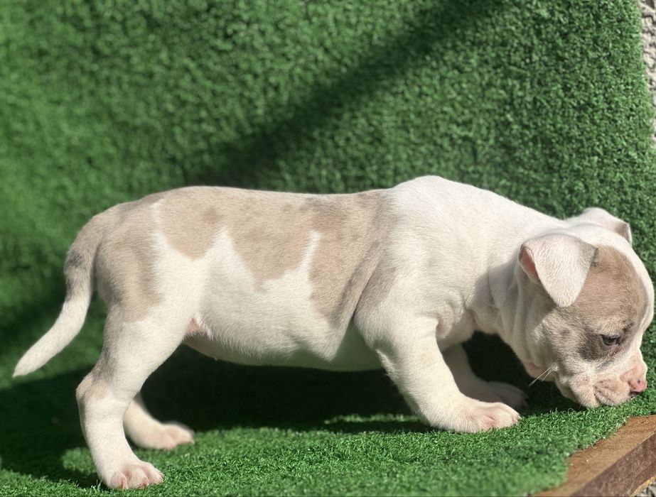 Американско були покет мерле