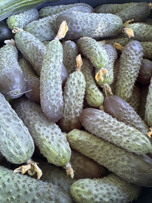 Castraveti bio   Proaspeti