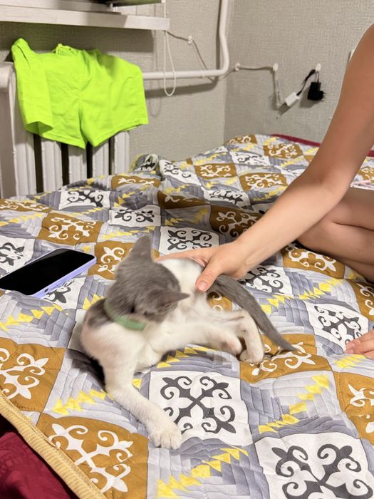 Бесплатный котенок