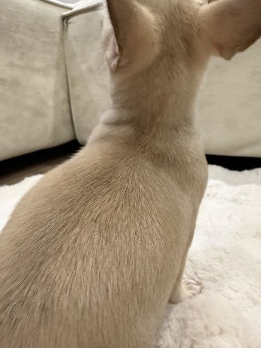 Продам щенка Чихуахуа