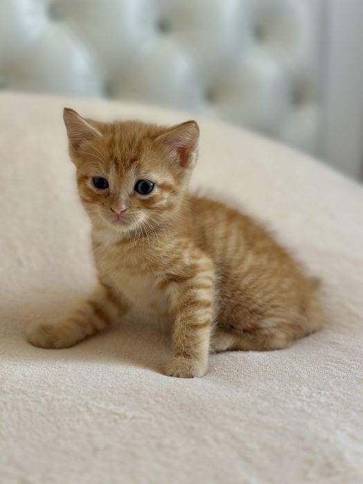 Дарю котят в добрые руки