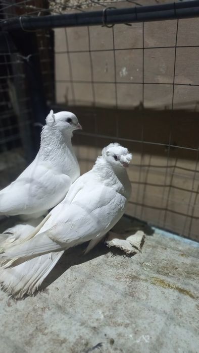 продам голубей разных мастей