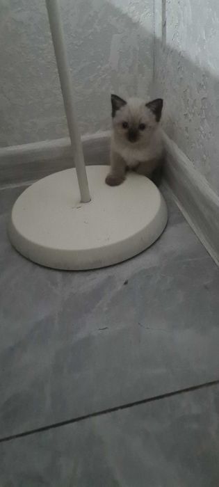 Котят в надежные руки