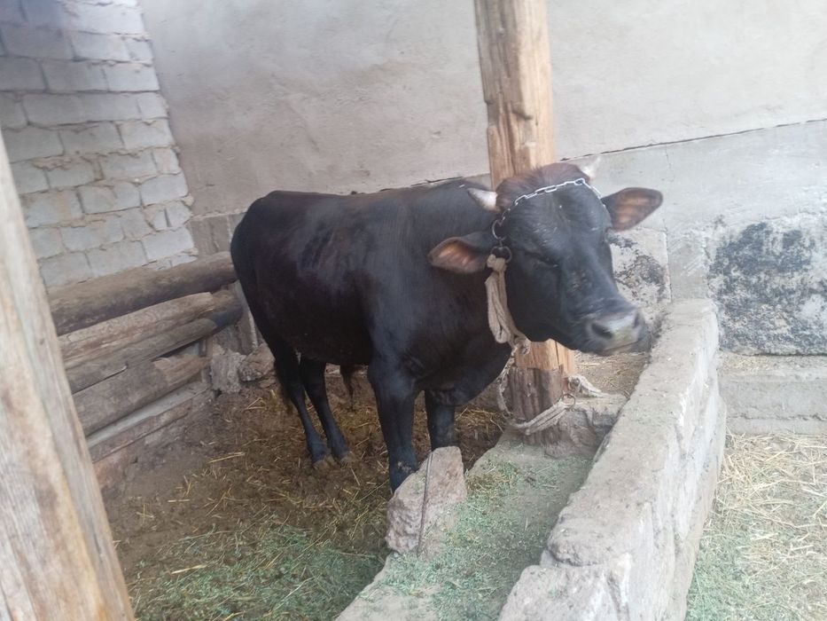 Shu Xukizlar sotiladi