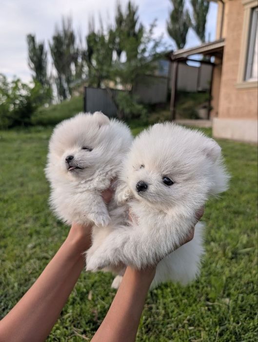 Продам щенков померанского шпица