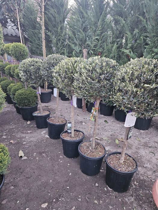 Leylandi gold raider yuca rostrata photinia red rubin