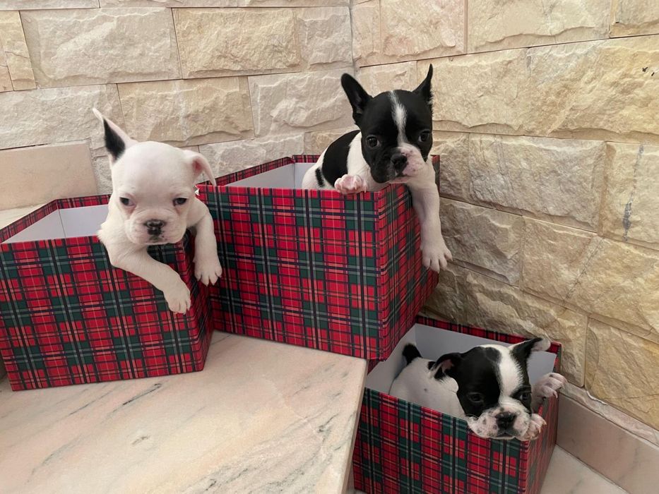 Vand pui Bulldog Francez