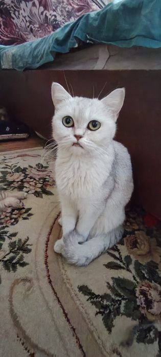 Seribristiy shinshila
