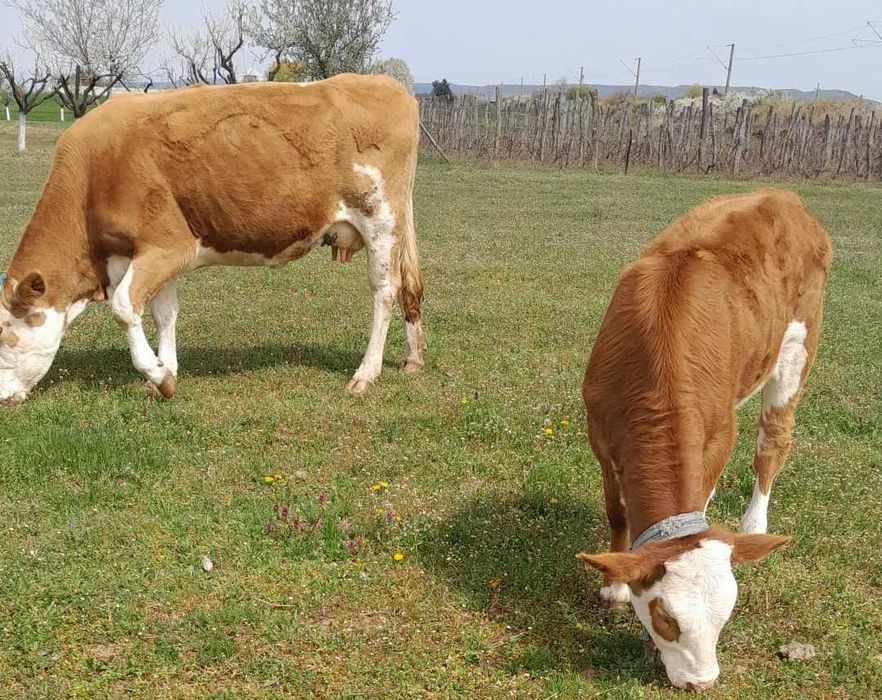 Vand Vaca Baltata Romaneasca cu vitea de 2 luni jumatate