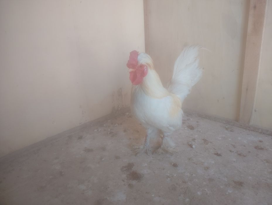 Продаётся японский