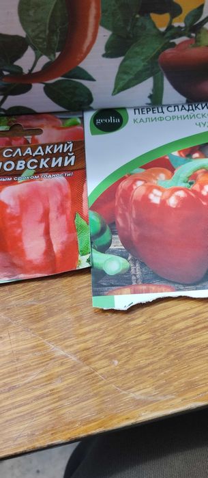 Недорого продам рассаду