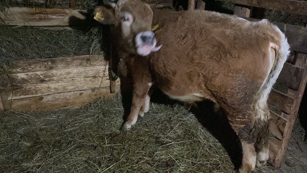 Vitel de carne crescut la tara 350 kg pret fix!!!