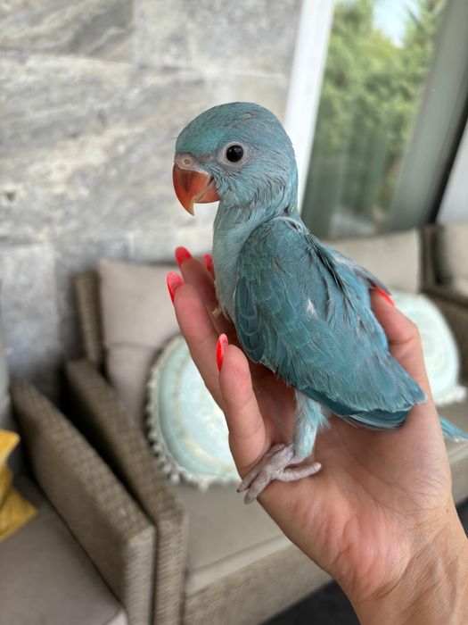 Puiuti blanzi papagali vorbitori Micul Alexandru Alexander