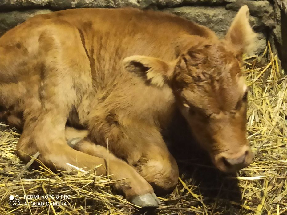 Продаю телёнка бычка