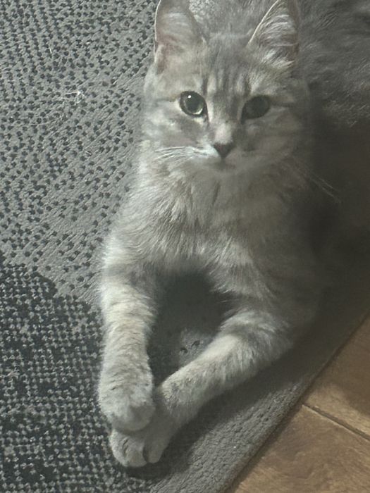 Отдам кошку бесплаьно