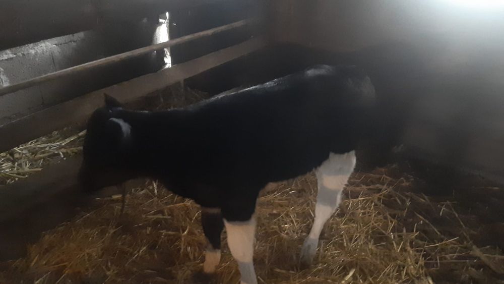 Vând vitica detalii nr tel