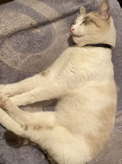 Потерялся кот. 20 микрорайон