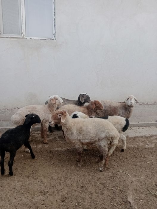 Семиз кой сатылады