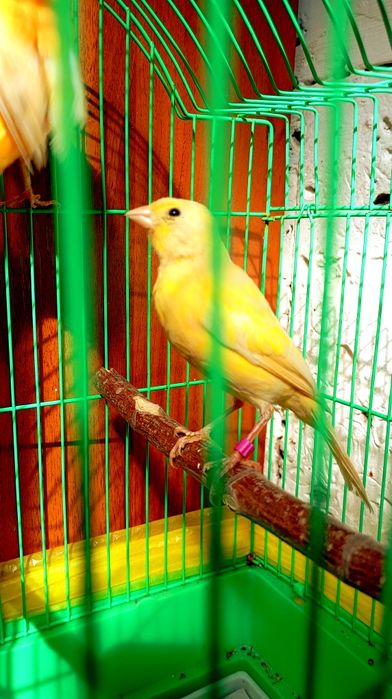 Продам Канарейку