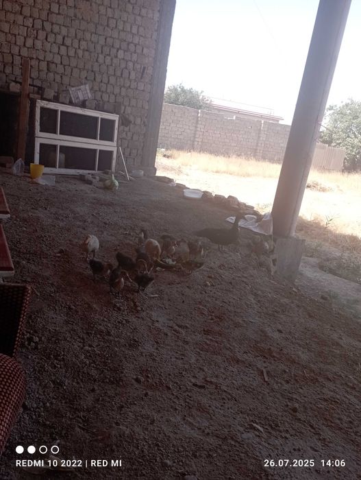 Uchastka uylari bilan