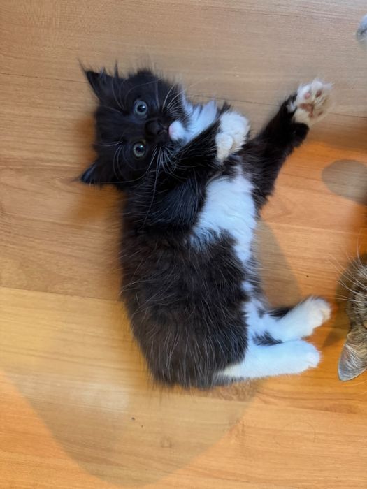 Котенок в добрые руки