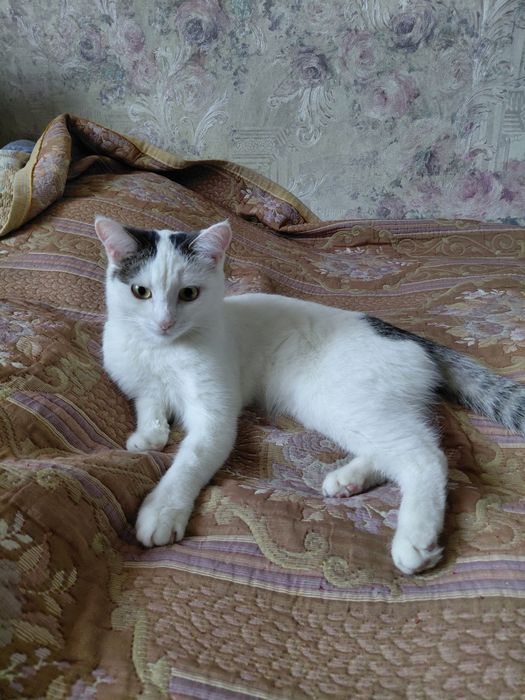 Отдам кошечку в хорошие руки
