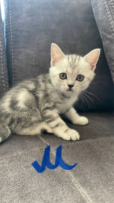 Шотландские котята г. Абай
