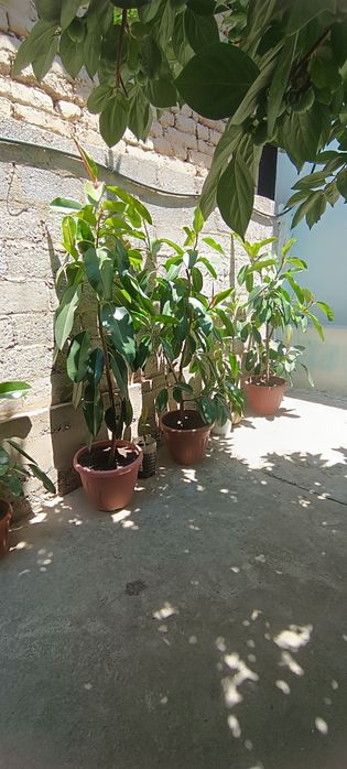Fikus (Ficus) xona gullari sotiladi
Tavsif:
