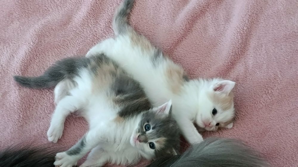 Мейн Кун момиче на 3 месеца