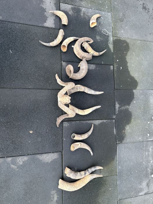 Vand coarne decorstive mostenite bunici pt traditii sau alte spectacol