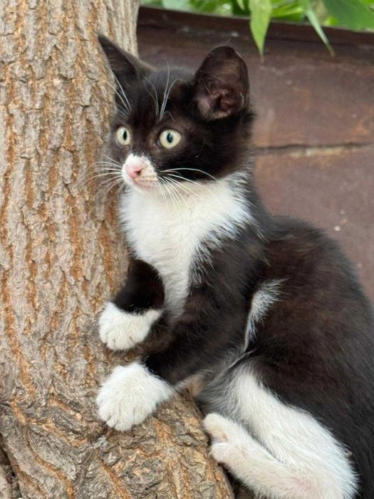 Кошка с котятами