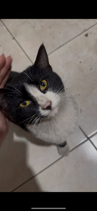 Котенок мальчик в добрые руки