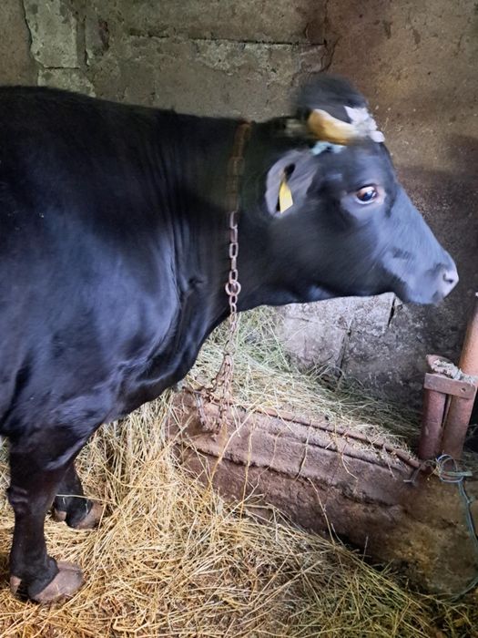 Vând vaca gestanta în 7 pe a opta luna