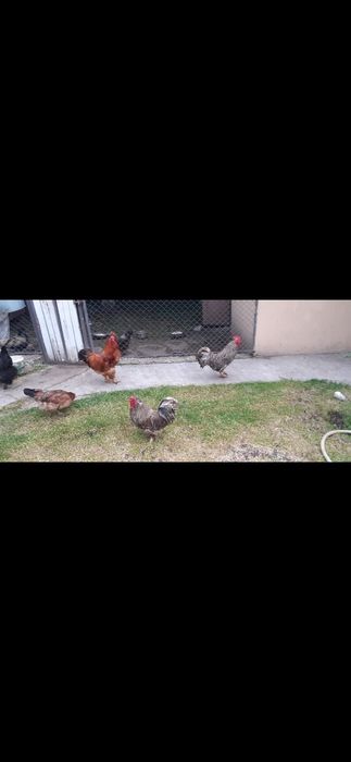 3 cocoși de vânzare.