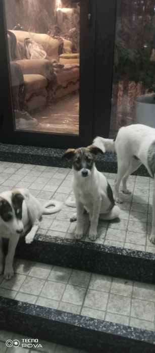 Щенки отдадим даром мама дворняжка отец хаски