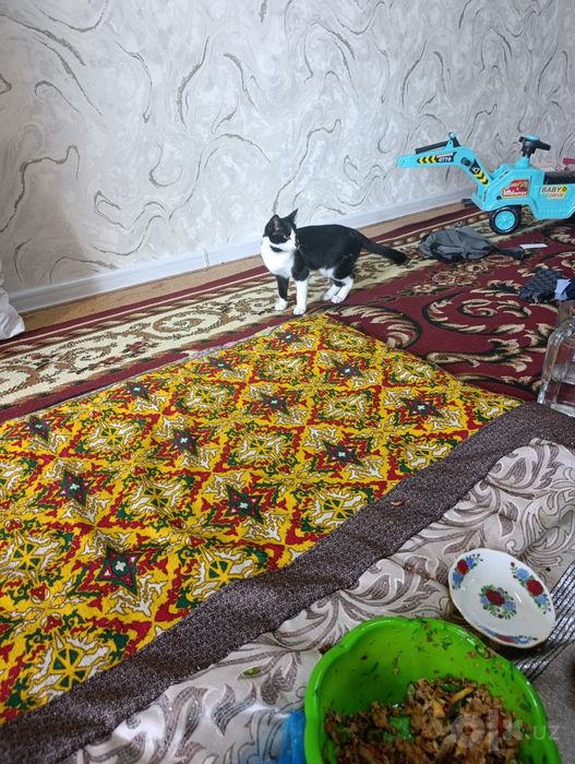 Мушук сотилади жуда ойноки