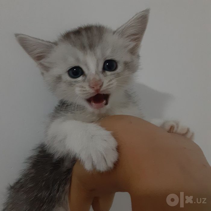Кошки серебристый шиншилы