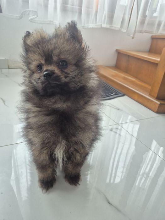 Pomeranian Spitz