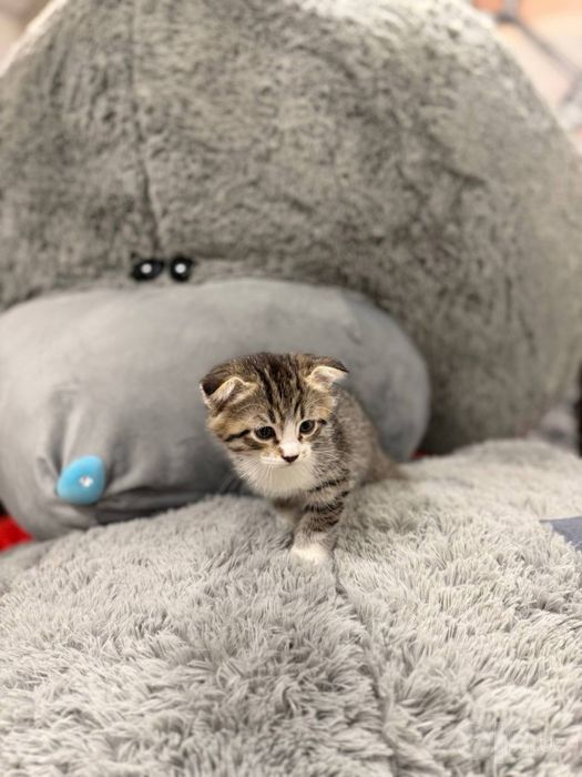 Котенок, котята, кошка, кот, котята ташкент, взять котенка